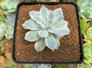 Echeveria 'Subsessilis' Variegated 3" Succulent Plant