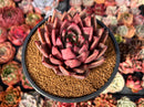 Echeveria Agavoides 'Taurus' 5" Succulent Plant