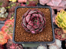 Echeveria 'Black Smoke' 1" New Hybrid Succulent Plant