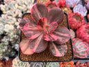 Echeveria 'Primadonna' Variegated 3" Succulent Plant