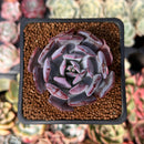 Echeveria 'Rainbow Goddess' 1" New Hybrid Succulent Plant