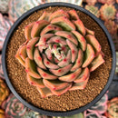 Echeveria Agavoides 'Charlotte' 4" Succulent Plant