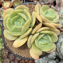 Echeveria 'Drawing' 4" Cluster Succulent Plant