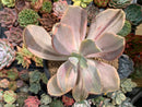 Echeveria 'Pampoteus' Variegated 6" Very Large (Not Jocelyn's Joy Variegated) Rare Succulent Plant