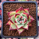 Echeveria Agavoides 'Maria' 2" Succulent Plant