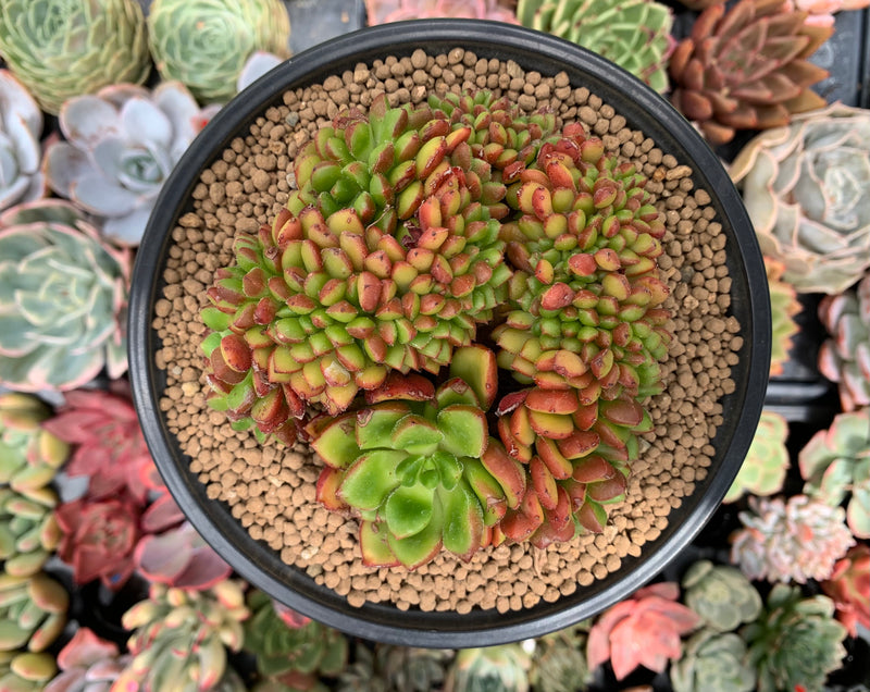 crest succulent Cremneria 'Chubbs' Crested (Cremnophila linguifolia x Echeveria setosa –  True Succulents Plant Co