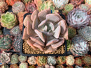 Echeveria 'Pink Exotic' 2"-3" Succulent Plant