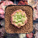 Echeveria 'Carol' 1" Small Succulent Plant