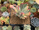 Cotyledon 'Orbiculata' Variegated 3" Succulent Plant