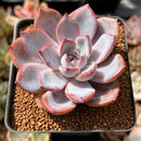 Echeveria 'Charming Stone' 2" Succulent Plant