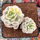 Echeveria 'Nicksana' Variegated 3" Cluster Succulent Plant