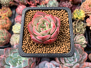 Echeveria 'Patricia' 1" Succulent Plant