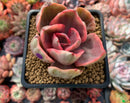 Echeveria 'Golden State' Variegated 2" Succulent Plant