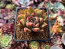 Echeveria Agavoides 'Martin' 2" Succulent Plant