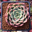 Echeveria 'Belladonna' 2" Succulent Plant