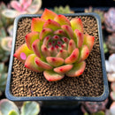 Echeveria Agavoides 'Chalstone' 2" Succulent Plant
