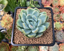 Echeveria 'Lemon Berry' Mutated/Variegated 2" Succulent Plant