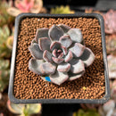 Echeveria 'Purple Stone' 1" Succulent Plant