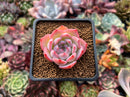 Echeveria 'Keralean' 1"-2" Succulent Plant