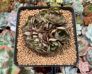 Echeveria 'Yangjn' Crested 3" Succulent Plant