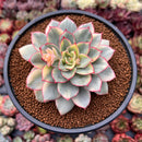 Echeveria 'Esther' Variegated 4" Succulent Plant