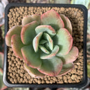 Echeveria 'Luella' Variegated 2" Succulent Plant