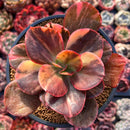 Echeveria 'Primadonna' Variegated 4" Succulent Plant