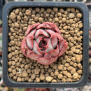 Echeveria sp. 1" Succulent Plant