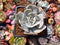 Echeveria 'Lilacina' Variegated/Mutated 2" Succulent Plant