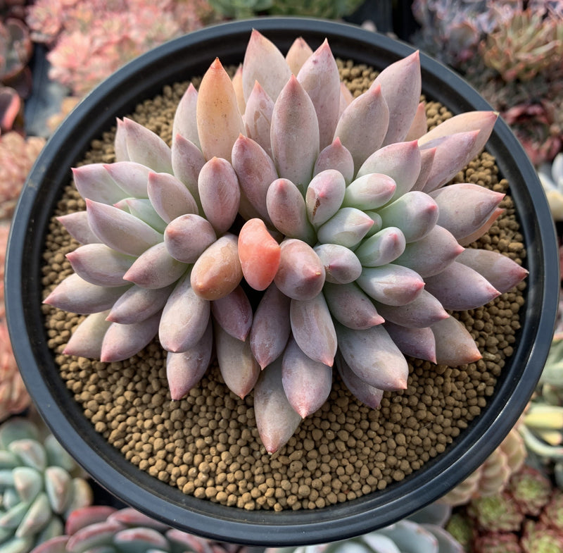 many fingers succulent Pachyphytum 'Angels Finger' 4" Powdery Large Succulent Plant – True Succulents Plant Co