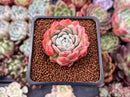 Echeveria 'White Curry' 1"-2" Succulent Plant