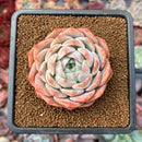 Echeveria 'Icy green' x 'Monroe' 2" Succulent Plant