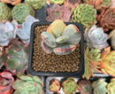 Cotyledon 'Orbiculata' Variegated 2" Succulent Plant