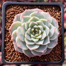 Echeveria 'Red Velvet' 1"-2" Succulent Plant