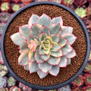 Echeveria 'Esther' Variegated 4" Succulent Plant