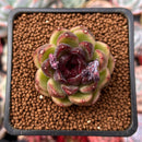 Echeveria Agavoides 'Black Rose' 1"-2" Succulent Plant