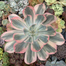 Echeveria 'Secunda' Variegated 7" Large Succulent Plant