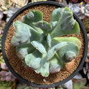 Echeveria 'Hearts Delight' 4" Succulent Plant