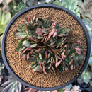 Echeveria 'Yangjin' 4" Crested Succulent Plant
