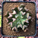 Echeveria 'Black Hawk' 2" Succulent Plant
