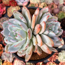 Echeveria 'Ivory' 5" Powdery Succulent Plant