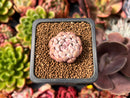 Echeveria 'Viyant' 1" Succulent Plant