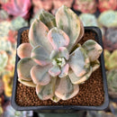 Pachyveria 'Pachyphytoides' Variegated 2" Succulent Plant