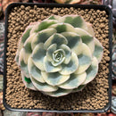 Echeveria 'Compton Carousel' Variegated 3"-4" Succulent Plant