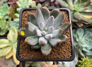 Echeveria 'Tolimanensis' 2" Succulent Plant