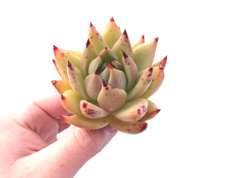 Echeveria Agavoides Maria 3” Rare Succulent Plant