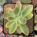Echeveria 'Golden Glow' Variegated 2"-3" Succulent Plant