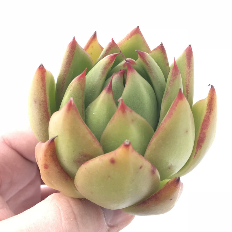 Echeveria Agavoides Maria Hybrid 2”-3” Rare Succulent Plant
