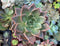 Echeveria 'Pink Champaign' 5" Large Succulent Plant