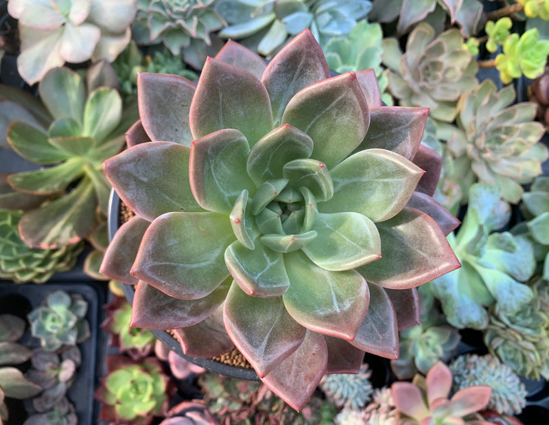 large succulent bushes Echeveria 'Pink Champaign' 5